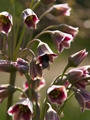 Nectaroscordum siculum-3 Czosnek